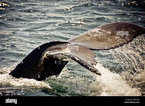 Humpback Whale Megaptera Novaeangliae Stock Photo Alamy