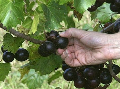 Fill your cart with color today! How to Grow Muscadine Grapes | Grape plant, Muscadine vine ...