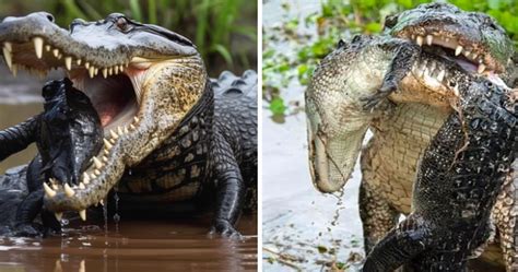Shocking Footage Captures Alligator Cannibalism As Large Gator Devours
