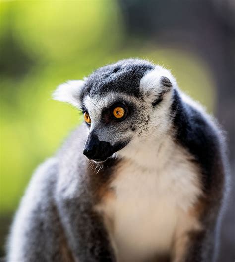 Lemur Lemur San Diego Zoo Safari Park Animals