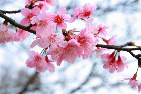 805025 Flowering Trees Sakura Branches Pink Color Rare Erofound