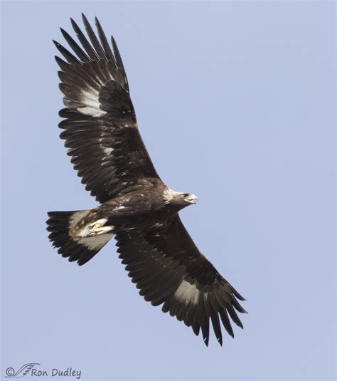 Golden Eagle In Overhead Flight Feathered Photography