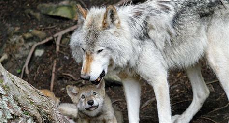 Why Is The Endangered Gray Wolf