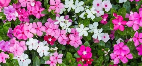 Maybe you would like to learn more about one of these? Top 10 Deer Resistant Plants for Your Garden | My Garden Life