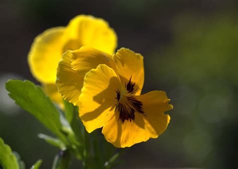 Pansy Yellow Flower Free Photo On Pixabay