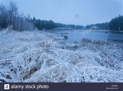 Misty Frosty Morning On Lake In Winter Stock Photo Royalty Free Image