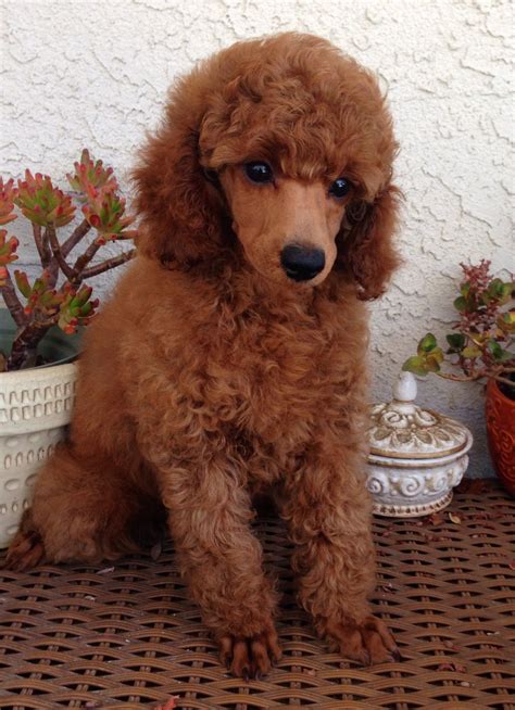 Red Toy Poodle Puppies Perth Wow Blog