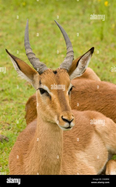 Bull Head Horns Hi Res Stock Photography And Images Alamy