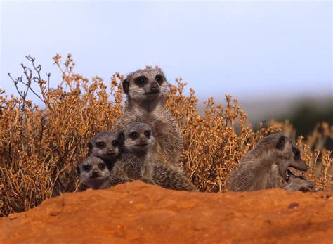 Group Of Meerkats Cute Animals Images Cute Animal Pictures Baby Animals Pictures