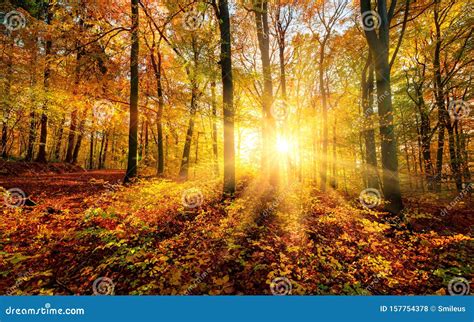 The Autumn Sun Doing Its Magic In A Forest Stock Photo Image Of