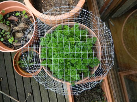 Diy Protect Your Plants With This Easy Possum Shield
