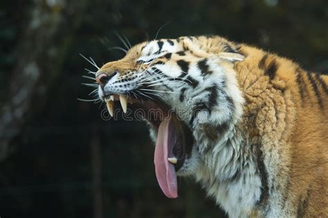 Head Of A Tiger With Open Mouth Stock Photo Image Of