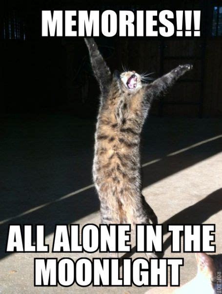 There are three good things to be said about andrew lloyd webber's broadway musical cats: Broadway Musical Cat Memes plus Friday Frivolity | Funny ...
