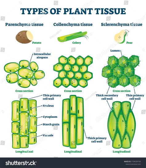 38894 Plant Tissue Images Stock Photos And Vectors Shutterstock