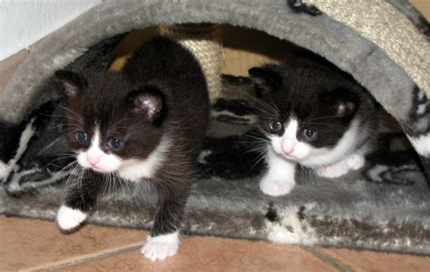Cat adoption team is the largest nonprofit, adoption guarantee cat shelter in the pacific northwest. two lovely kittens for adoption - English Forum Switzerland