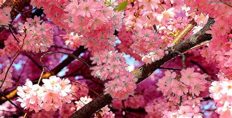 75 cherry blossom tree wallpapers images in full hd, 2k and 4k sizes. Pink Tree Hd Wallpaper Widescreen | Best Wallpapers
