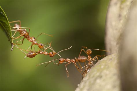 Specialistai patarė kaip kovoti su įkyriomis skruzdėlėmis