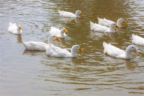If you raise ducks for meat, the pekin is an excellent choice. White Pekin Ducks - Waterfowl Hatchery | Cackle Hatchery