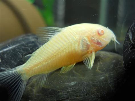 Albino Corydoras Catfish Pet Perfection