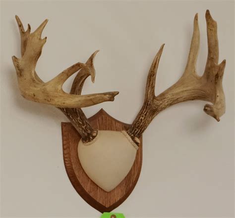 Whitetail Deer Plaque Mounted Antlers 10x7 Non Typical