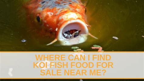 They'll kind of eat whatever you're eating because it's delicious and call it a day. Where To Find Koi Fish Food For Sale Near Me | Totally Koi