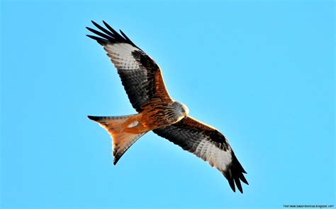 Red Kite Bird Of Prey Hd Wallpaper Free High Definition Wallpapers