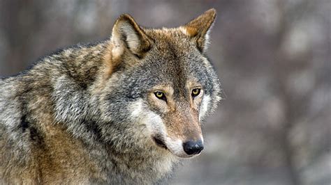 What types of wolves are these? : wolves