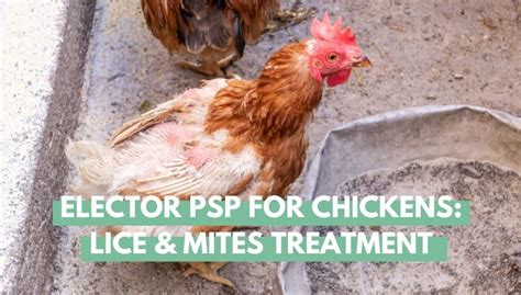 Elector Psp For Chickens Lice And Mites Treatment