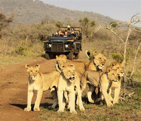 African Safari Experience South African Safari Experience Thanda Safari