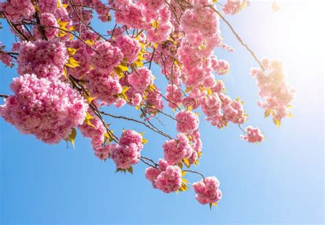 Blooming Japanese Cherry Tree Prunus Serrulata Against Clear Blue Sky