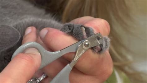 How To Trim Your Cat's Nails - We Love Cats and Kittens