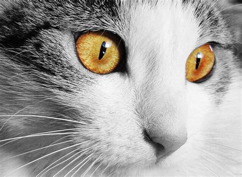 Free Photo Cat Home Animal Cats Eyes Eyes Free Image On Pixabay