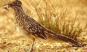 New mexico is a state in the southwestern united states; New Mexico State Bird - Roadrunner - 50States.com