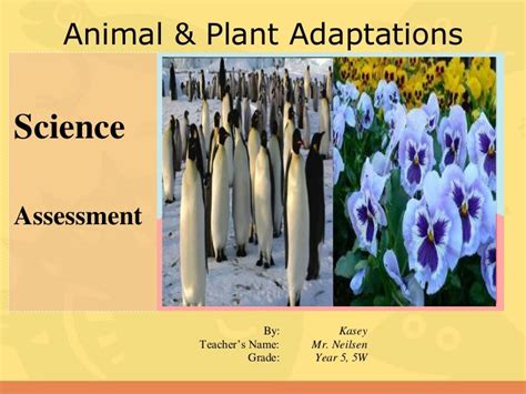 Plant And Animal Adaptations