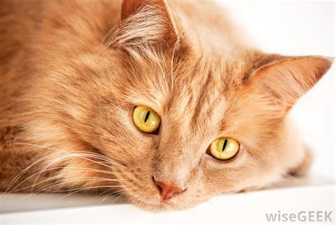 Image Cat With Yellow Eyes Animal Jam Clans Wiki Fandom