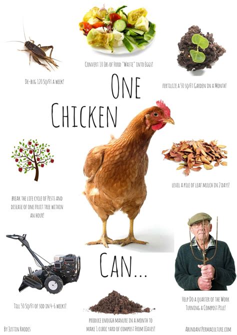 Top Ten Reviews How Much Can You Make Raising Chickens Dashoffer