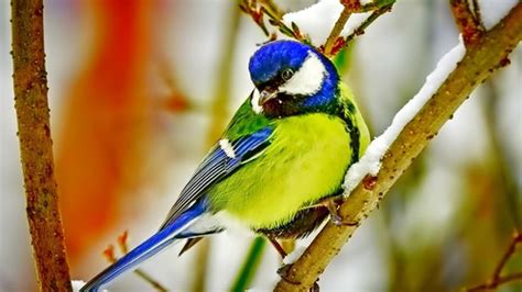 Green Blue Beautiful Bird On Snow Covered Tree Branch Hd Animals