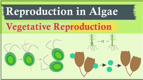 Vegetative Reproduction In Algae Algae Phycology Youtube
