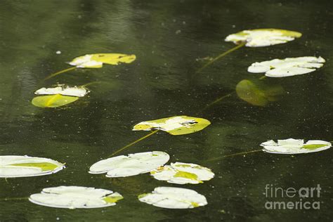 Floating Lily Pads Photograph By Ruth H Curtis