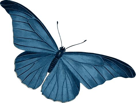 Blue Butterfly Vector Art Image Free Stock Photo Public Domain