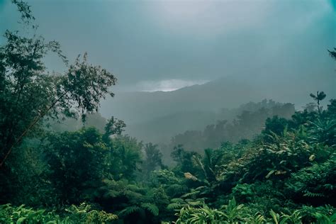 8 Tips For Your Day At El Yunque Rainforest Amanda Wanders