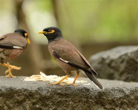 2013 06 16 Pune 5 Common Myna Or Indian Myna Bird Acridot Flickr