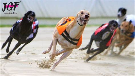 Australian Greyhound Race Track Racing Youtube