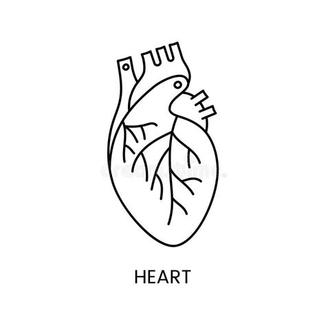 The Anatomical Human Heart Is A Linear Icon In A Vector An