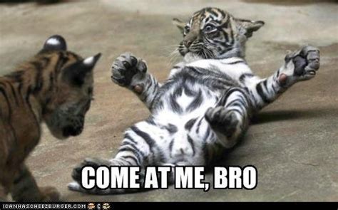 1000 Images About Come At Me Bro On Pinterest Pakse
