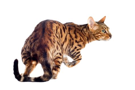 Bengal Cat Png Transparent Images Free Download Vector Files Pngtree