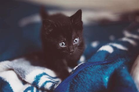 Seattle Animal Shelter Offers Free Black Cat Adoption This