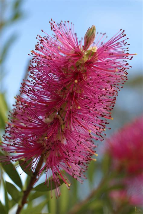 From eastern california through southern new mexico and central texas, across the northern parts of georgia and the carolinas to the mid atlantic coast, coastal regions of western canada, central interior regions of europe. Sacramento Landscaping: Evergreen Shrubs and Trees Bottle ...