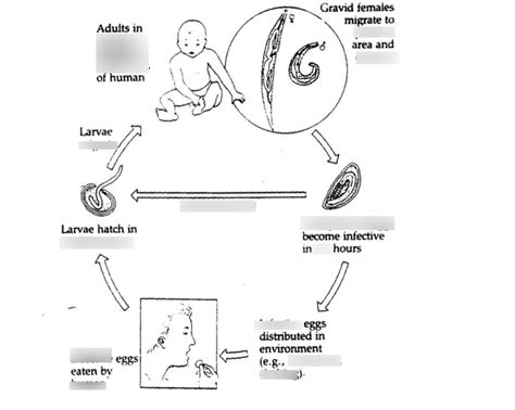 Pinworm Life Cycle