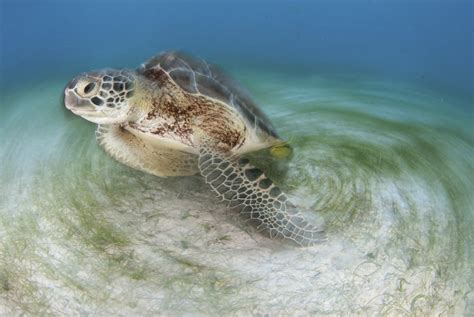 Green Sea Turtle Eat